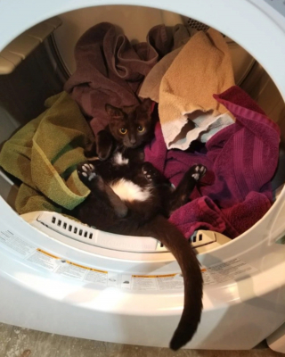 Illustration de l'article : 19 photos capturant la magie féline et le lien unique existant entre chats et humains