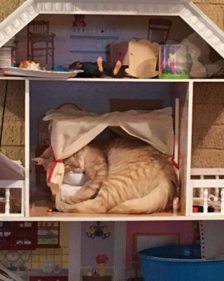 Illustration de l'article : 19 photos capturant la magie féline et le lien unique existant entre chats et humains