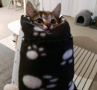 Illustration de l'article : 19 photos capturant la magie féline et le lien unique existant entre chats et humains