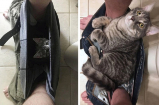 Illustration de l'article : 19 photos capturant la magie féline et le lien unique existant entre chats et humains
