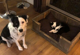 Illustration de l'article : 19 photos capturant la magie féline et le lien unique existant entre chats et humains