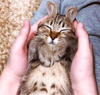 Illustration de l'article : 19 photos capturant la magie féline et le lien unique existant entre chats et humains