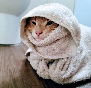Illustration de l'article : 19 photos capturant la magie féline et le lien unique existant entre chats et humains