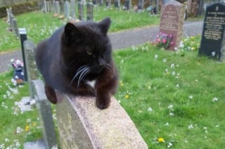 Illustration de l'article : L'histoire émouvante d'un chat dont la présence réconfortante marque tous les enterrements dans son village