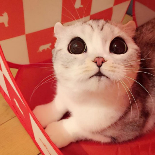 Illustration de l'article : 15 photos de Hana, la Scottish Fold au regard sublime et dont la meilleure amie est une perruche