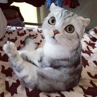 Illustration de l'article : 15 photos de Hana, la Scottish Fold au regard sublime et dont la meilleure amie est une perruche