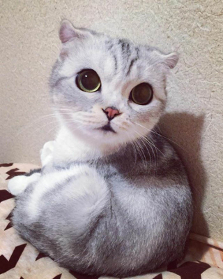 Illustration de l'article : 15 photos de Hana, la Scottish Fold au regard sublime et dont la meilleure amie est une perruche
