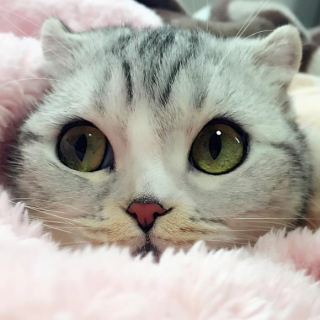 Illustration de l'article : 15 photos de Hana, la Scottish Fold au regard sublime et dont la meilleure amie est une perruche
