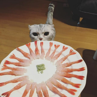Illustration de l'article : 15 photos de Hana, la Scottish Fold au regard sublime et dont la meilleure amie est une perruche