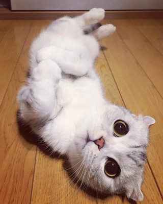 Illustration de l'article : 15 photos de Hana, la Scottish Fold au regard sublime et dont la meilleure amie est une perruche