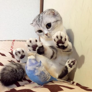 Illustration de l'article : 15 photos de Hana, la Scottish Fold au regard sublime et dont la meilleure amie est une perruche