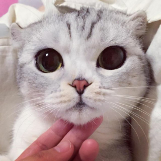 Illustration de l'article : 15 photos de Hana, la Scottish Fold au regard sublime et dont la meilleure amie est une perruche