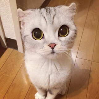 Illustration de l'article : 15 photos de Hana, la Scottish Fold au regard sublime et dont la meilleure amie est une perruche