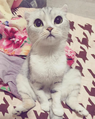 Illustration de l'article : 15 photos de Hana, la Scottish Fold au regard sublime et dont la meilleure amie est une perruche