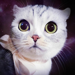 Illustration de l'article : 15 photos de Hana, la Scottish Fold au regard sublime et dont la meilleure amie est une perruche
