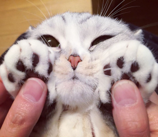 Illustration de l'article : 15 photos de Hana, la Scottish Fold au regard sublime et dont la meilleure amie est une perruche