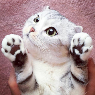 Illustration de l'article : 15 photos de Hana, la Scottish Fold au regard sublime et dont la meilleure amie est une perruche