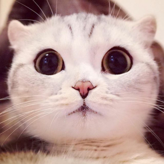 Illustration de l'article : 15 photos de Hana, la Scottish Fold au regard sublime et dont la meilleure amie est une perruche