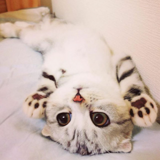 Illustration de l'article : 15 photos de Hana, la Scottish Fold au regard sublime et dont la meilleure amie est une perruche