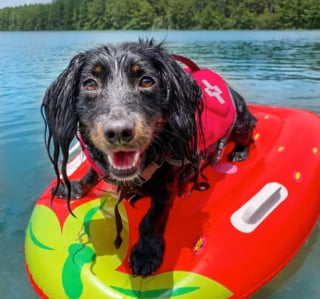 Illustration de l'article : 15 chiens ayant adopté le farniente en piscine sur des jouets gonflables