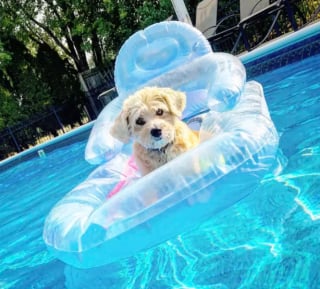 Illustration de l'article : 15 chiens ayant adopté le farniente en piscine sur des jouets gonflables