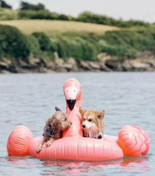 Illustration de l'article : 15 chiens ayant adopté le farniente en piscine sur des jouets gonflables