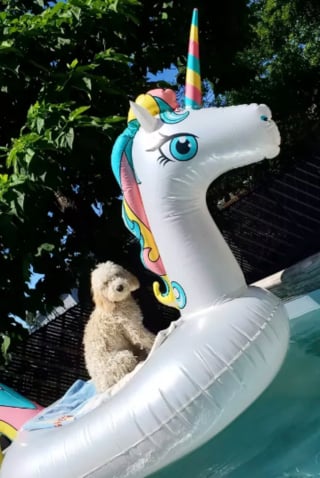 Illustration de l'article : 15 chiens ayant adopté le farniente en piscine sur des jouets gonflables