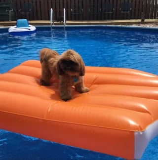 Illustration de l'article : 15 chiens ayant adopté le farniente en piscine sur des jouets gonflables