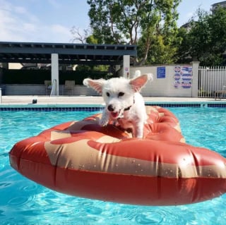 Illustration de l'article : 15 chiens ayant adopté le farniente en piscine sur des jouets gonflables