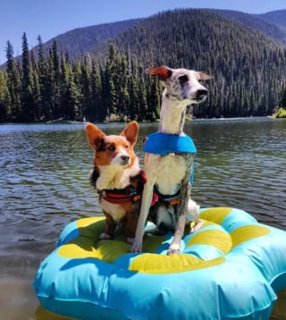 Illustration de l'article : 15 chiens ayant adopté le farniente en piscine sur des jouets gonflables