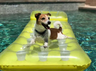 Illustration de l'article : 15 chiens ayant adopté le farniente en piscine sur des jouets gonflables