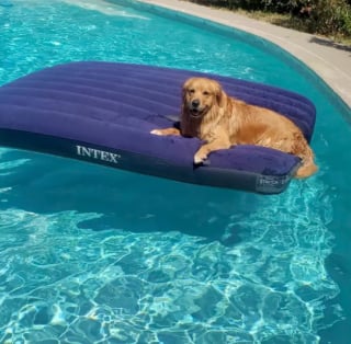 Illustration de l'article : 15 chiens ayant adopté le farniente en piscine sur des jouets gonflables