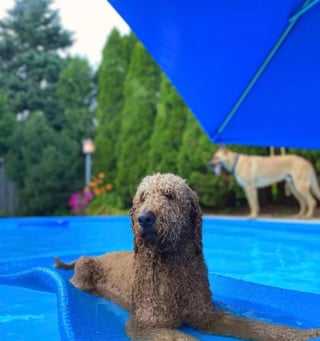 Illustration de l'article : 15 chiens ayant adopté le farniente en piscine sur des jouets gonflables