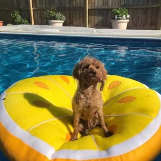 Illustration de l'article : 15 chiens ayant adopté le farniente en piscine sur des jouets gonflables