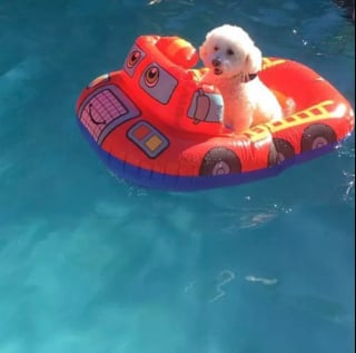 Illustration de l'article : 15 chiens ayant adopté le farniente en piscine sur des jouets gonflables