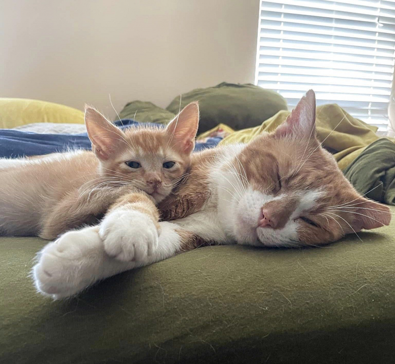 Un chat timide sort pour la première fois de sa cachette pour prendre ...