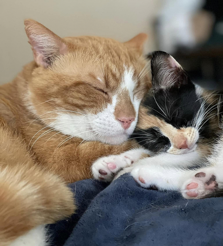 Un chat timide sort pour la première fois de sa cachette pour prendre ...