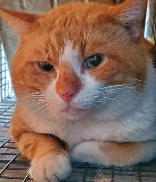 Illustration de l'article : Un chat timide sort pour la première fois de sa cachette pour prendre soin de chatons orphelins (vidéo)