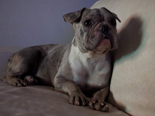 Illustration de l'article : Des chiens sauvés d'un élevage sordide découvrent la vie de famille et le sens du mot « amour » (vidéo)