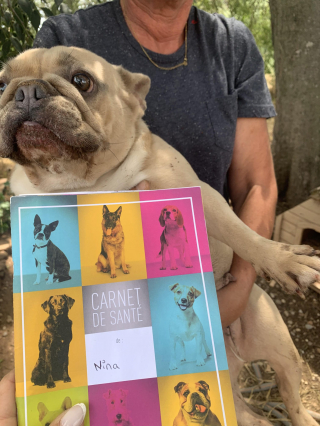 Illustration de l'article : Des chiens sauvés d'un élevage sordide découvrent la vie de famille et le sens du mot « amour » (vidéo)