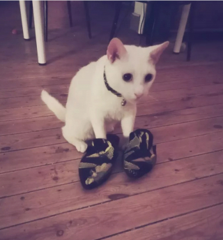 Illustration de l'article : 14 photos immortalisant les exploits humoristiques de nos amis les chats