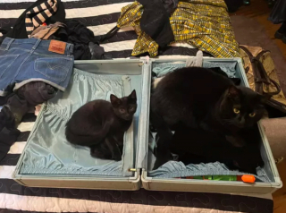 Illustration de l'article : 14 photos immortalisant les exploits humoristiques de nos amis les chats