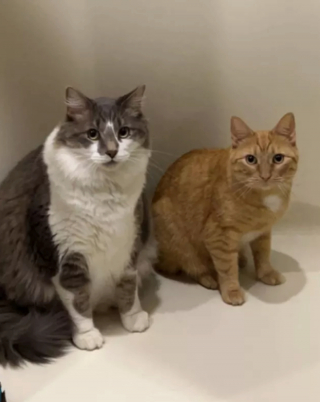 Illustration de l'article : 14 photos immortalisant les exploits humoristiques de nos amis les chats