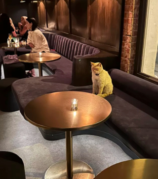 Illustration de l'article : 14 photos immortalisant les exploits humoristiques de nos amis les chats