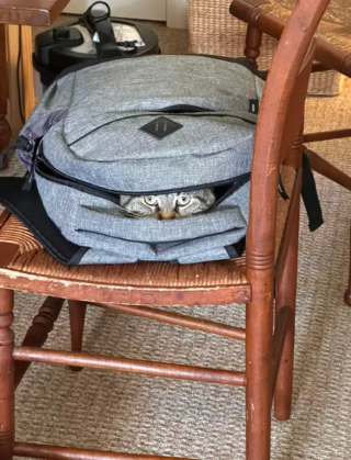Illustration de l'article : 14 photos immortalisant les exploits humoristiques de nos amis les chats