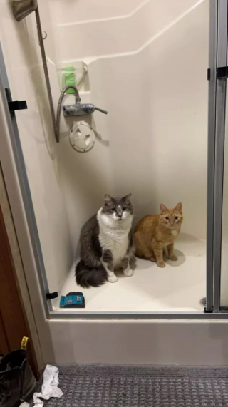 Illustration de l'article : 14 photos immortalisant les exploits humoristiques de nos amis les chats