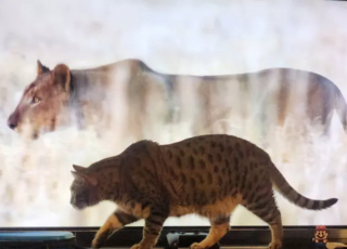 Illustration de l'article : 14 photos immortalisant les exploits humoristiques de nos amis les chats