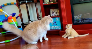Illustration de l'article : 14 photos immortalisant les exploits humoristiques de nos amis les chats