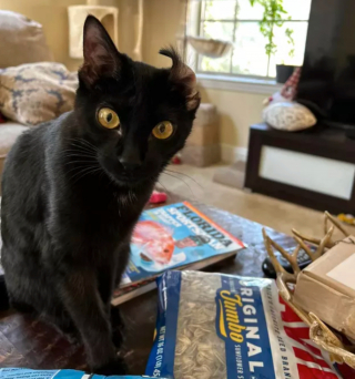 Illustration de l'article : 14 photos immortalisant les exploits humoristiques de nos amis les chats