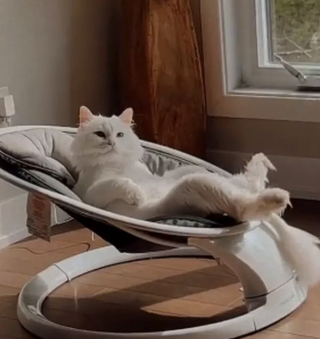 Illustration de l'article : 14 photos immortalisant les exploits humoristiques de nos amis les chats